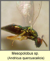 Mesopolobus