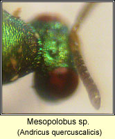 Mesopolobus