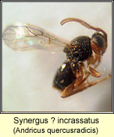 Synergus ? incrassatus