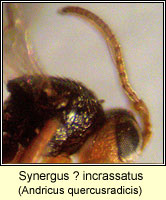 Synergus ? incrassatus