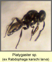 Platygaster sp