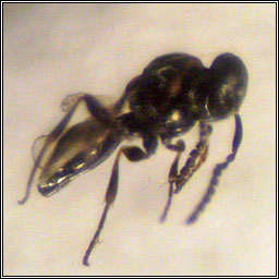 Platygaster sp