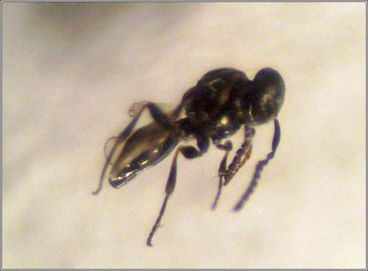 Platygaster sp