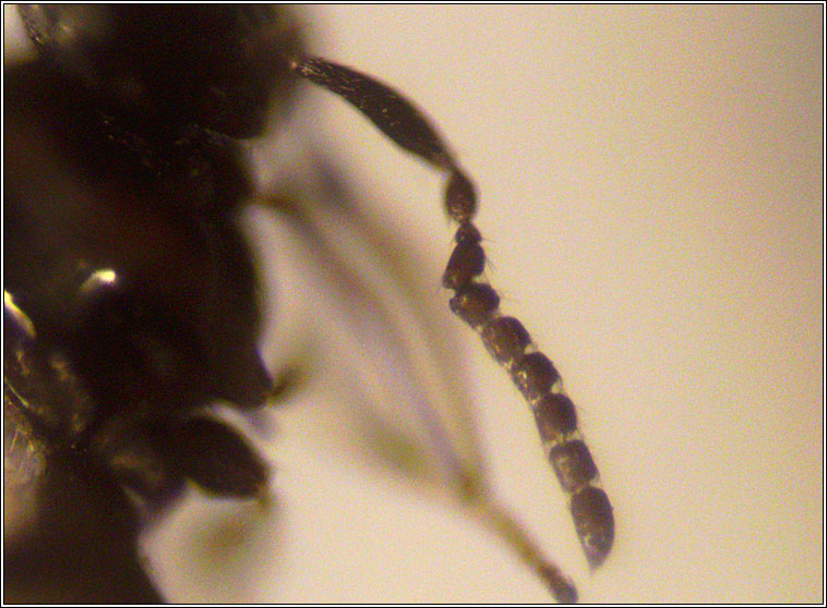 Platygaster sp