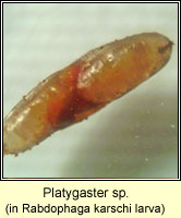 Platygaster sp