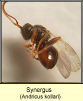 Synergus