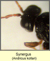 Synergus