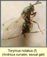 Torymus notatus