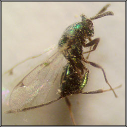 Torymus notatus