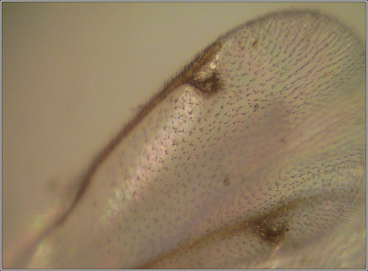 Torymus notatus