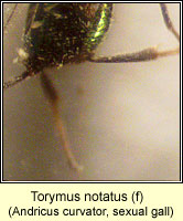 Torymus notatus