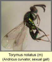 Torymus notatus