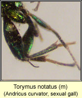 Torymus notatus