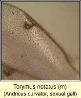 Torymus notatus