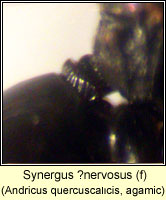 Synergus ?nervosus