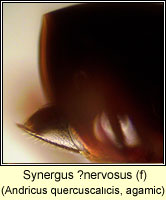 Synergus ?nervosus