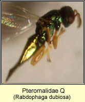 Pteromalidae