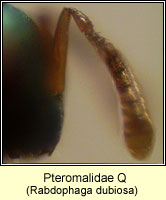 Pteromalidae