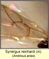 Synergus reinhardi (m)