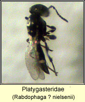 Platygastridae