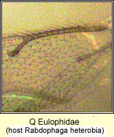 Q Eulophidae