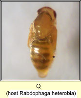 Q parasite or iniquiline