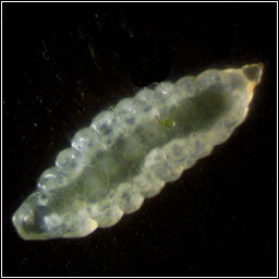 Macrolabis pavida