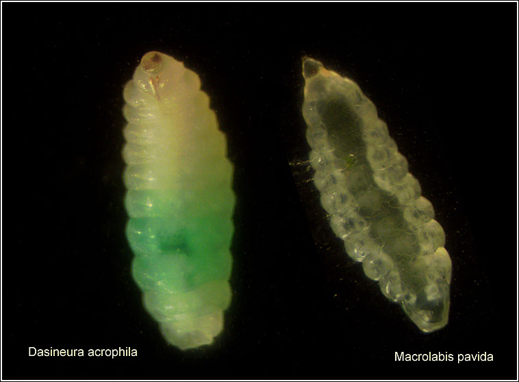 Macrolabis pavida