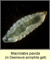 Macrolabis pavida