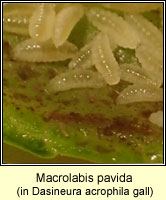 Macrolabis pavida