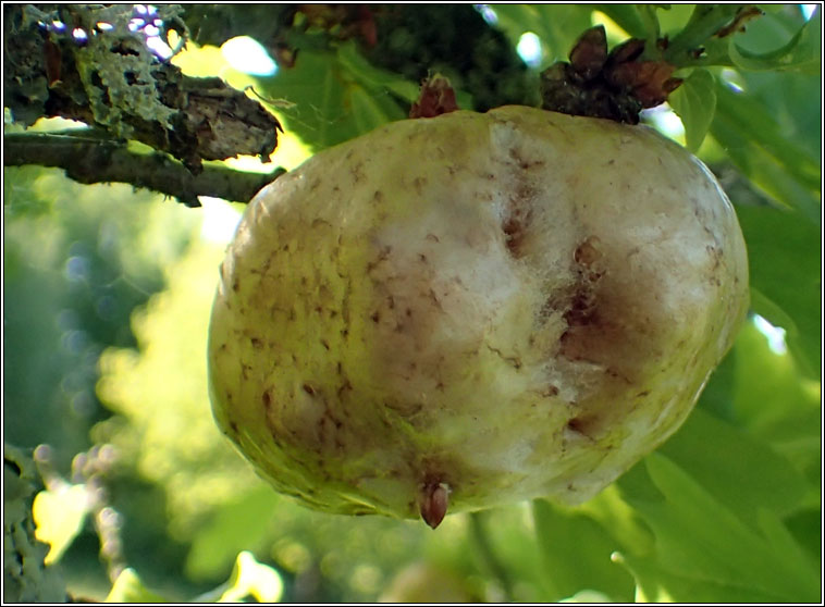 Curculio villosus