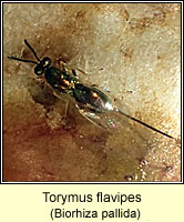 Torymus flavipes, female