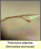 Pteromalidae, Psilonotus adamas