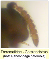 Pteromalidae, Gastrancistrus