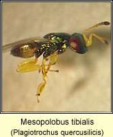 Pteromalidae, Mesopolobus tibialis