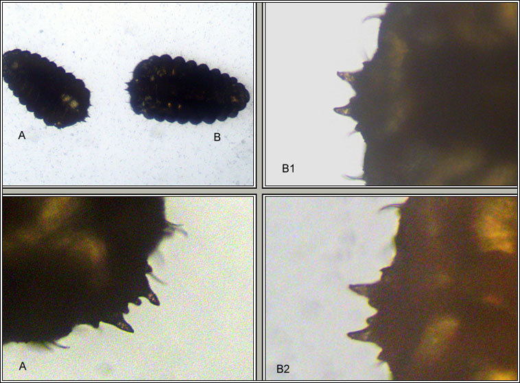 Parallelodiplosis galliperda