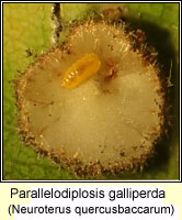 Cecidomyiidae, Parallelodiplosis galliperda