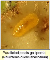 Cecidomyiidae, Parallelodiplosis galliperda