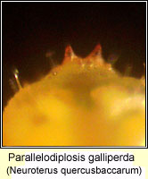 Cecidomyiidae, Parallelodiplosis galliperda