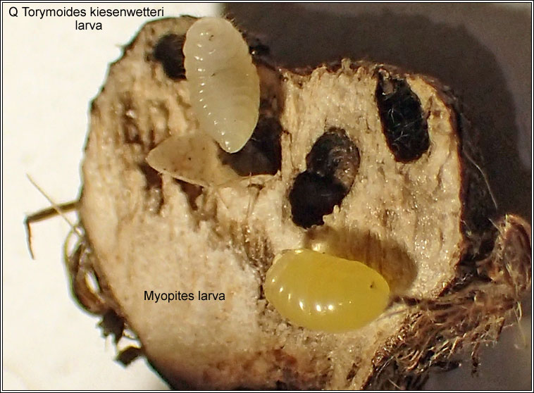 Torymoides kiesenwetteri Q