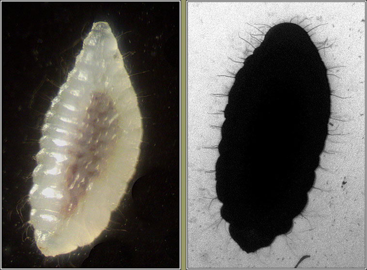 Torymoides kiesenwetteri Q