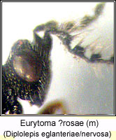 Eurytomidae, Eurytoma rosae Q