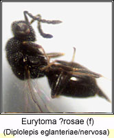 Eurytomidae, Eurytoma rosae Q