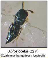Eulophidae, Aprostocetus Q2