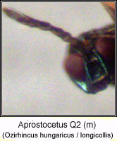 Eulophidae, Aprostocetus Q2