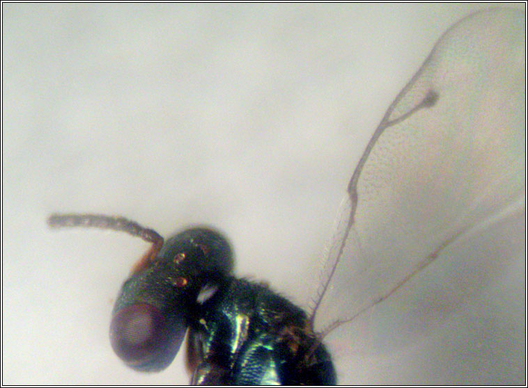 Pteromalus bedeguaris