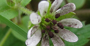 Fungus-Microbotryum stellariae