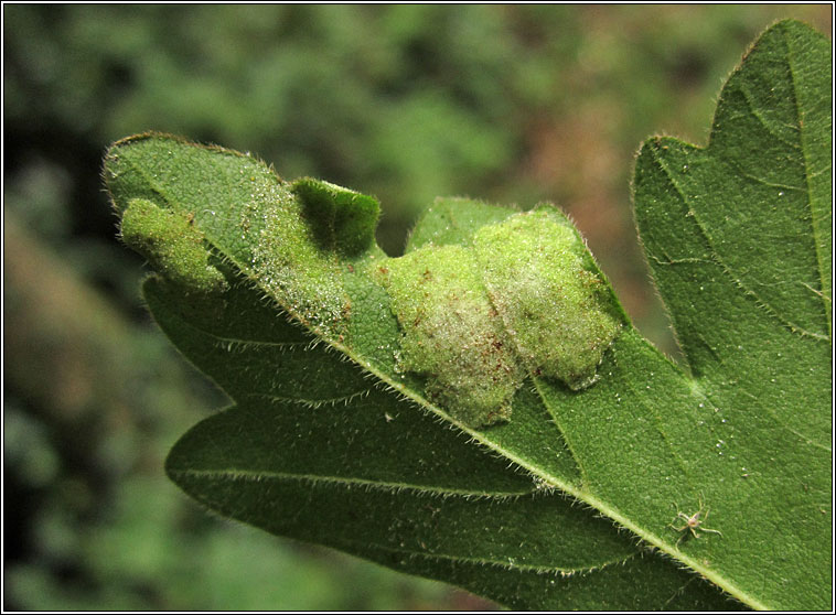 Aceria eriobia