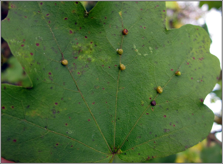 Aceria macrochela