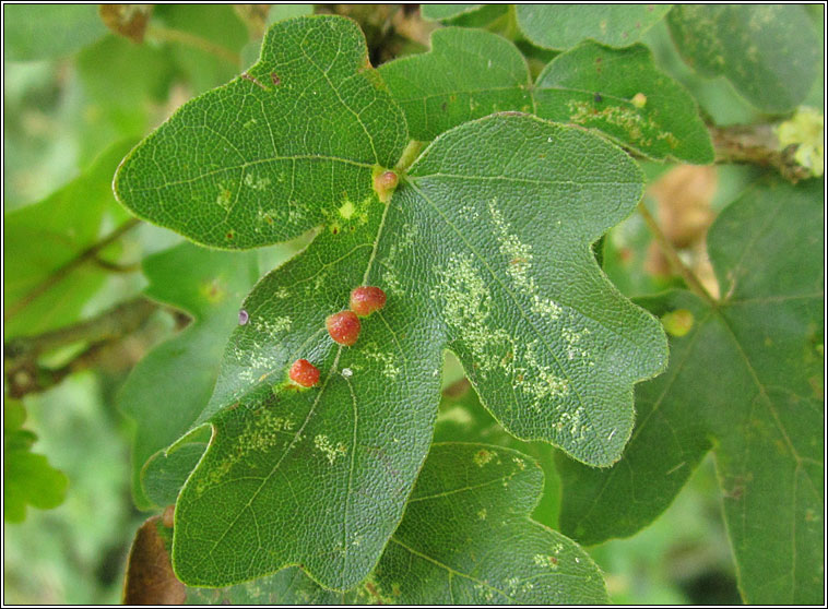 Aceria macrochela